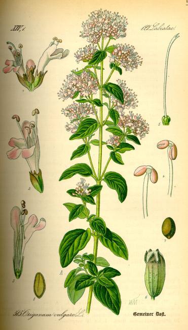 Majoran, Wilder - Heilpflanze der Volksmedizin