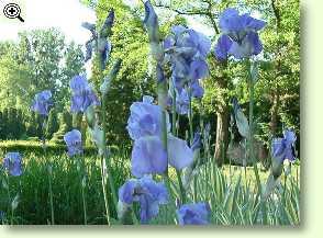 Veilchenwurzel (Schwertlilien) - Heilpflanzen der Volksmedizin