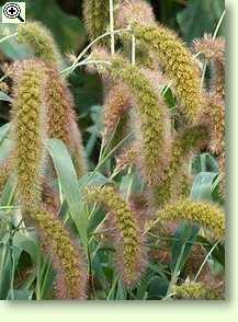 Kolbenhirse (Setaria italica)
