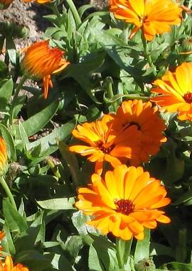 Ringelblume im Kräutergarten - Pflanzenfreunde.com