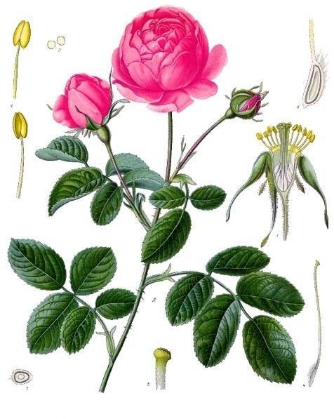 Gartenrose - Heilpflanze der Volksmedizin