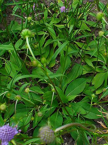 Teufelsabbiss - Heilpflanze der Volksmedizin