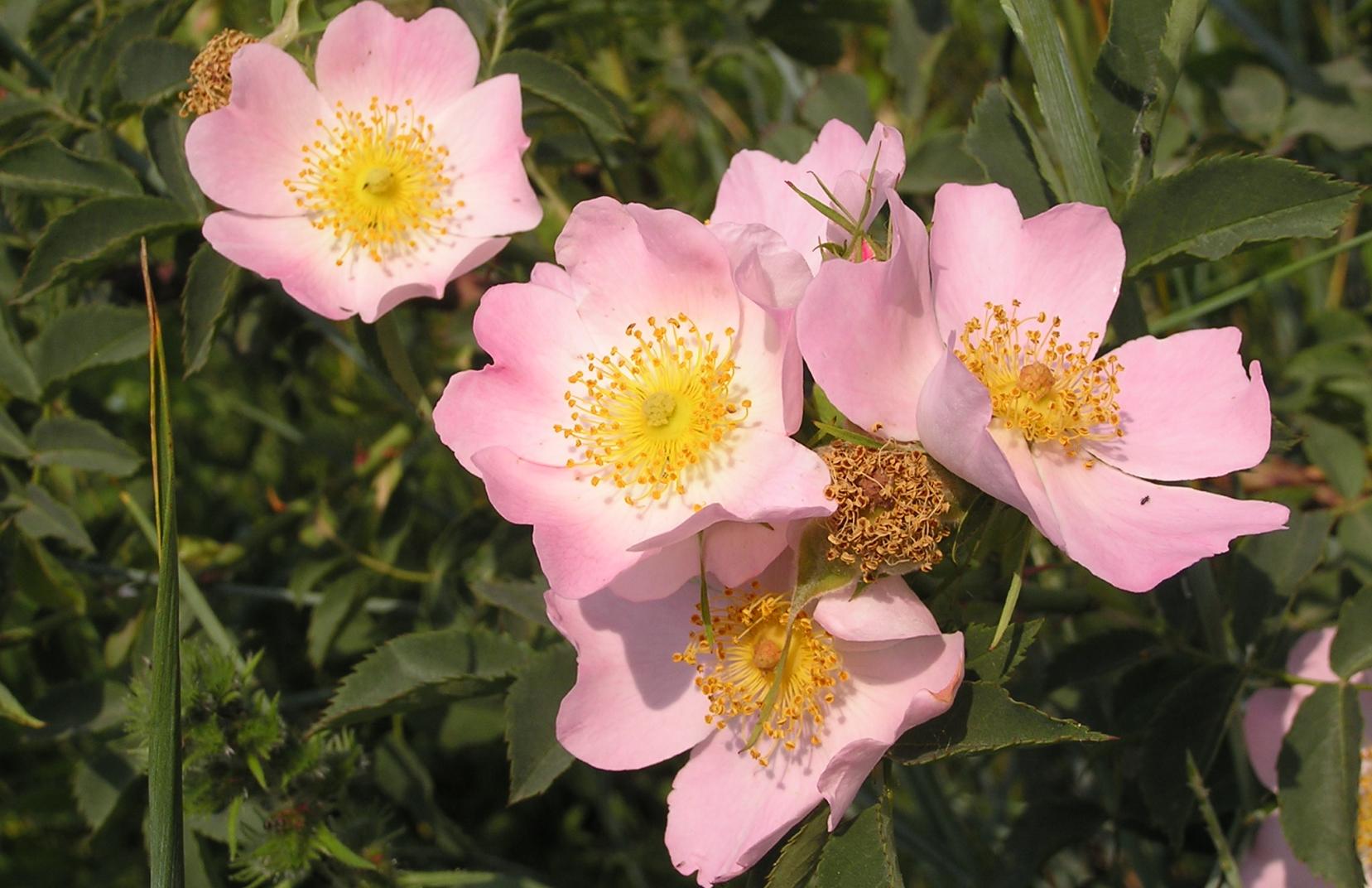 Wild Rose Bachblüte Nr.37 ~ Anwendung und Wirkung ~ Pflanzenfreunde