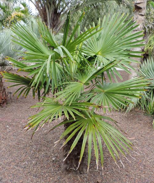 Palmenpflege im Garten - Winterschutz - Pflanzenfreunde