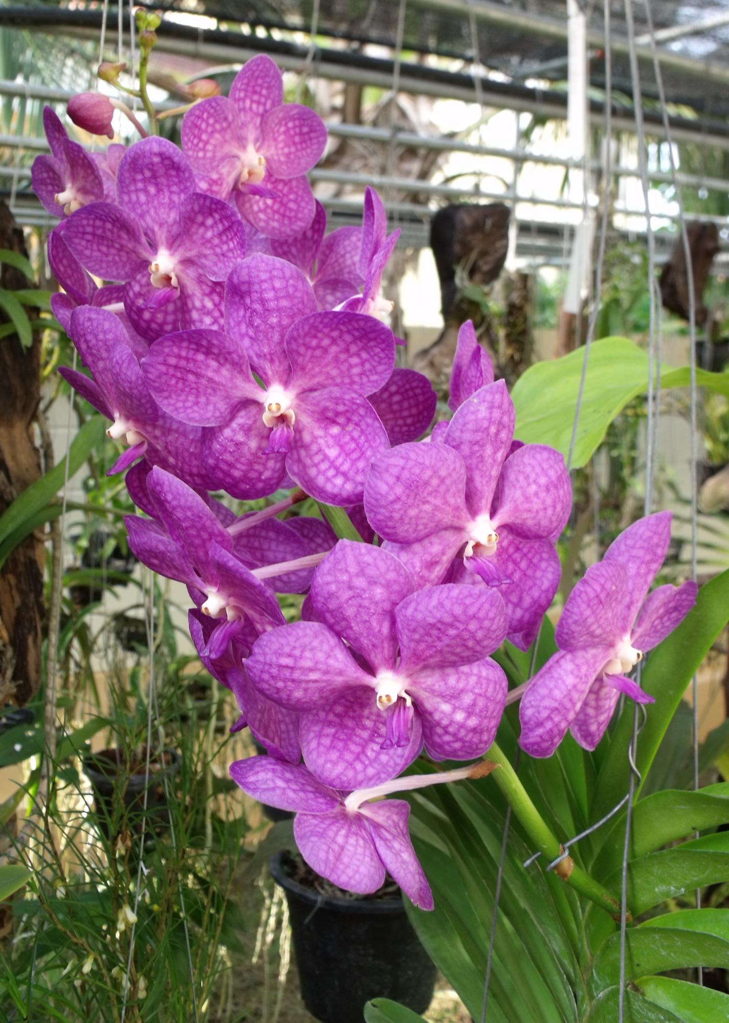 Orchideen im Sommer pflegen - Pflanzenfreunde.com