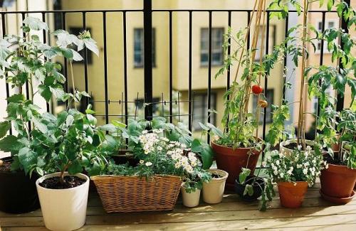Tipps für Pflanzen auf dem Balkon - Pflanzenfreunde