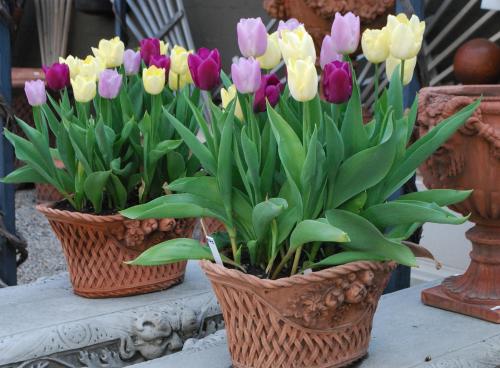 Tulpen als Topfpflanze pflegen - Pflanzenfreunde