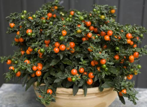 Solanum richtig pflegen - Pflanzenfreunde.com