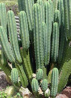 Trichocereus Kaktus richtig pflegen - Pflanzenfreunde.com